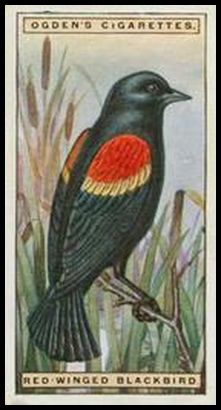 4 Red winged Blackbird